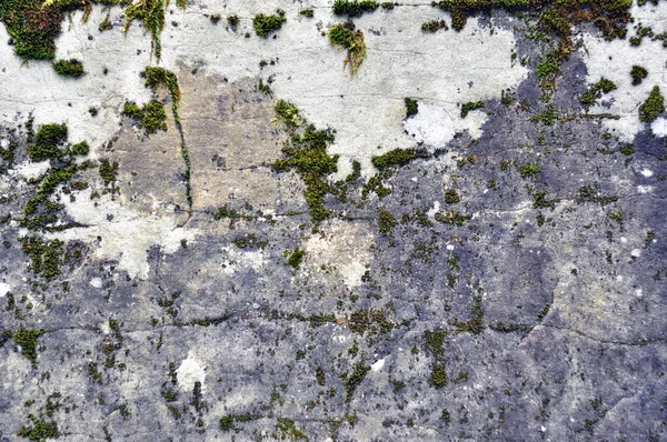 Uma pedra com textura de musgo fundo cinza — Fotografia de Stock