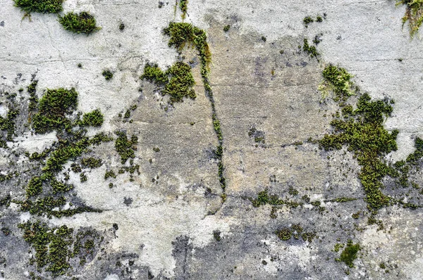 En sten med Moss textur grå bakgrund — Stockfoto