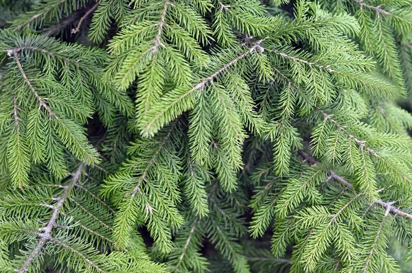 在绿色背景上的云杉树枝。蓝色云杉, 绿色 spr — 图库照片