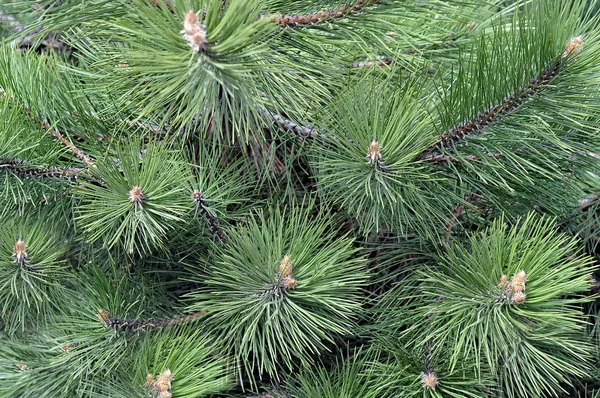 Spruce grenar på en grön bakgrund. Blågran, gröna spr — Stockfoto