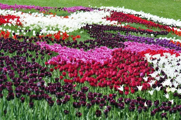 Tulipanes coloridos, tulipanes en primavera —  Fotos de Stock