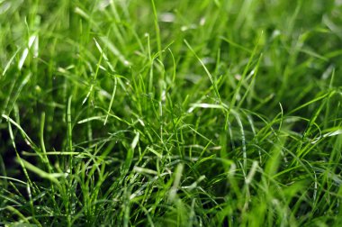 Bahar gündoğumu veya günbatımı, sonbahar günü taze genç yeşil çim