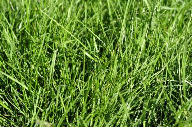 Bahar gündoğumu veya s sonbahar günü taze genç yeşil çim