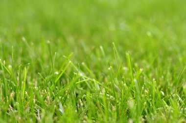 Fotoğraf çim, çim arka plan, çim güneş ışığı altında çayırlar, sulu çimen, yeşil çim parçası