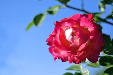 Mavi gökyüzü arka plan üzerinde pembe gülü