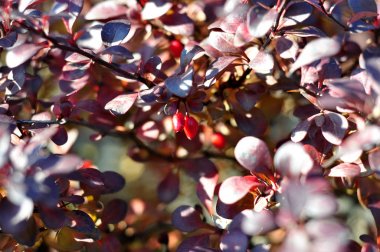 Kırmızı kızamık meyveleri ağaç üzerinde