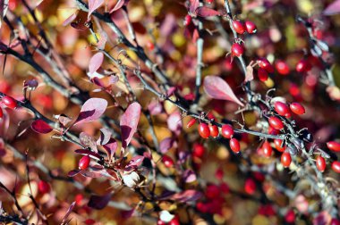 Kırmızı kızamık meyveleri ağaç üzerinde