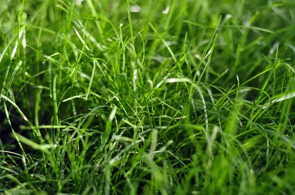 Bahar gündoğumu veya günbatımı, sonbahar günü taze genç yeşil çim