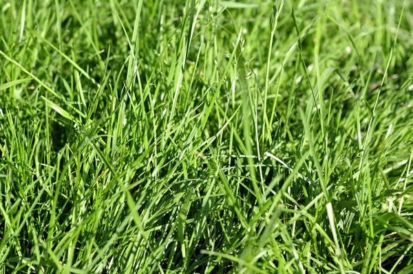 Świeże młode zielona trawa na wiosnę jesiennego dnia sunrise lub s — Zdjęcie stockowe