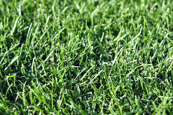 Taze genç yeşil çim çim gündoğumu veya günbatımı, sonbahar günü bahar