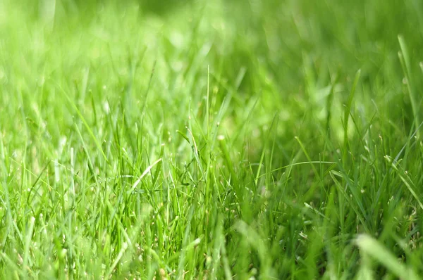 Fotoğraf çim, çim arka plan, çim güneş ışığı altında çayırlar, sulu çimen, yeşil çim parçası