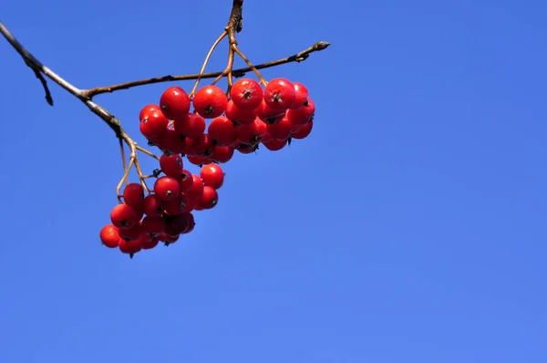 Red rowan berry with blue sky in background. — Stock Photo, Image