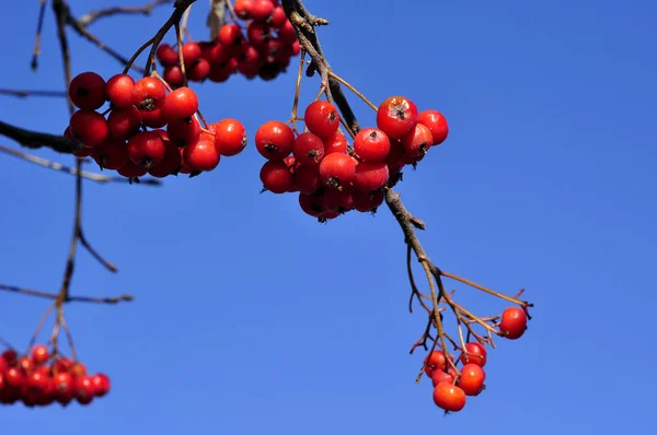 Rojo rowan berry con el cielo azul en el fondo . — Foto de Stock