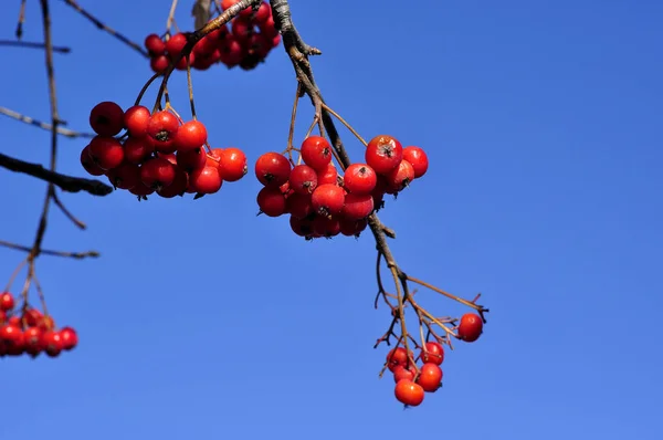 Rowan Berry rouge avec ciel bleu en arrière-plan . — Photo