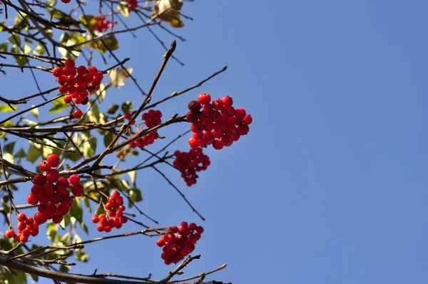 푸른 하늘 이 배경에 있는 붉은 장미 열매. — 스톡 사진