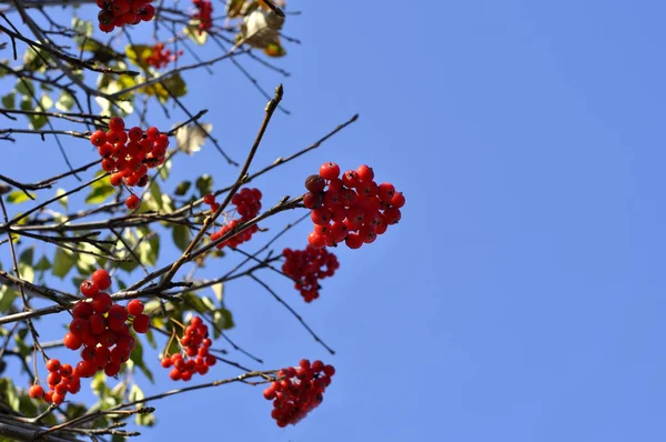 Czerwona jagoda jarzębiny z błękitnym niebem w tle. — Zdjęcie stockowe