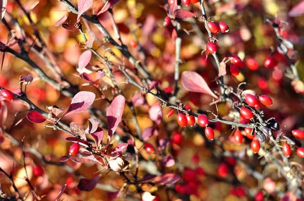 Bayas Rojas Arándano Árbol — Foto de Stock