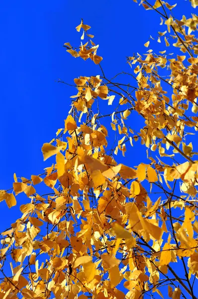 Outono folhas amarelas sob um céu azul ensolarado . — Fotografia de Stock