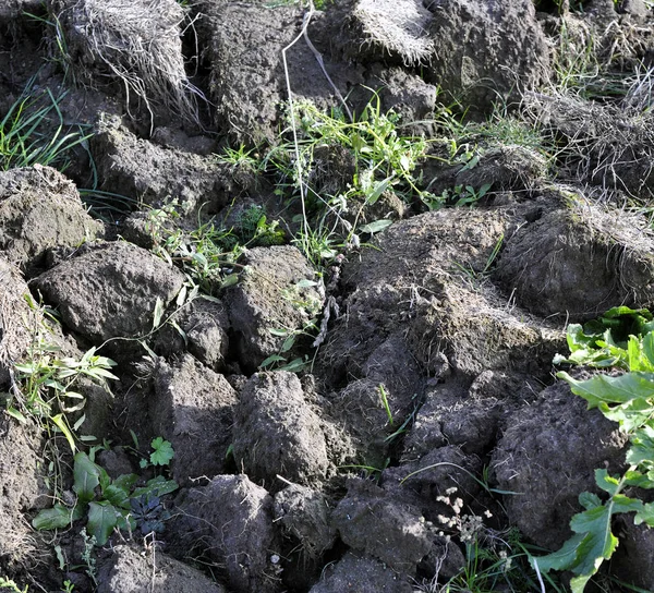 Χώμα Καλλιεργημένη Βρωμιά Έδαφος Γκρι Φόντο Βιολογική Κηπουρική Γεωργία — Φωτογραφία Αρχείου