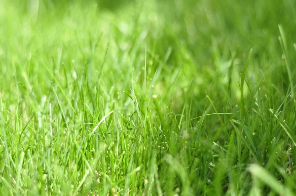写真の草 草背景 日光で草 牧草地 ジューシーな草 緑の草の一部 — ストック写真