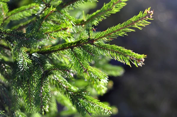 Achtergrond Van Groene Fir Boomtak — Stockfoto