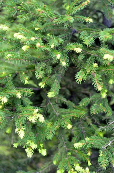 緑のモミの木の枝からの背景 — ストック写真