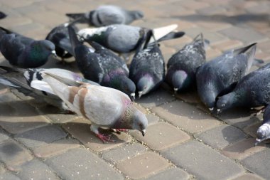 Güvercinler parkta taş yiyor