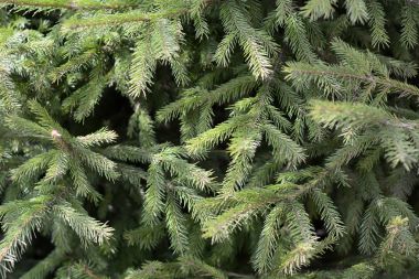 Genç yeşil Ladin, köknar ağacı güneşin