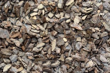 Güzel ahşap ağaç kabuğu Ladin doku arka planını