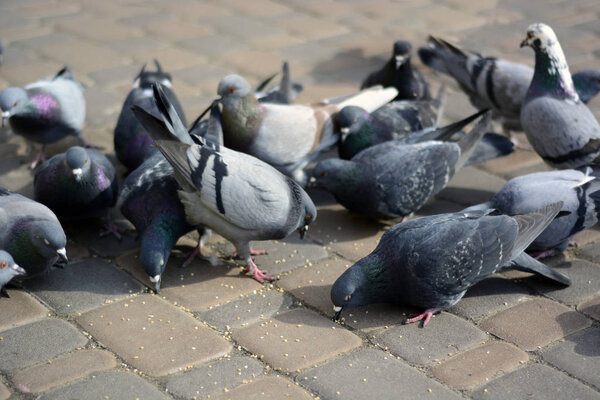 Pigeons eat on stone in the park