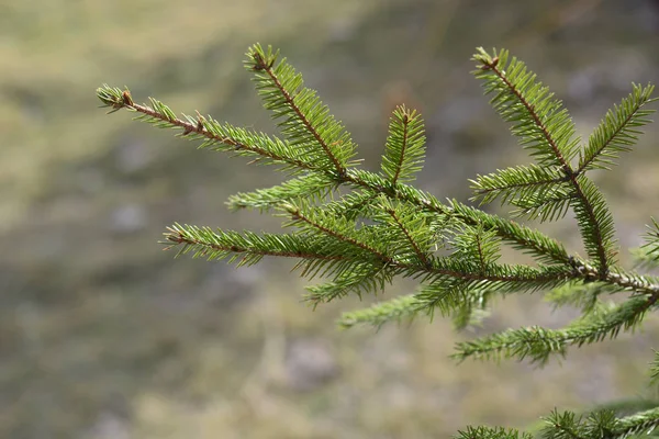 Genç yeşil Ladin, köknar ağacı güneşin