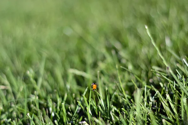 Niedziela Wiosna Świeży Zielony Trawa Tło — Zdjęcie stockowe