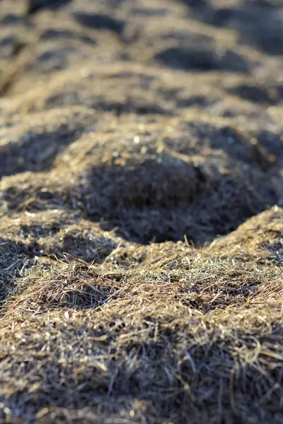 干し草乾燥しています。テクスチャと背景. — ストック写真
