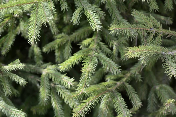 Young Green Spruce Fir Tree Sun Stock Image