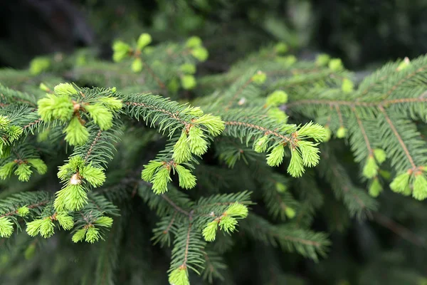 Natuurlijke Achtergrond Tak Spar Zilverspar Boom — Stockfoto