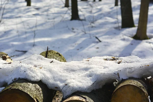 Inverno, troncos de primavera na neve em um dia ensolarado . — Fotografia de Stock