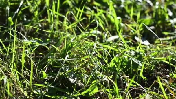 Grönt Saftigt Gräs Solig Vår Sommardag Vacker Naturscen Med Soleruption — Stockvideo
