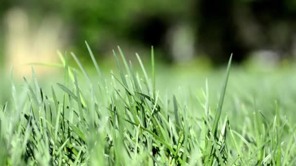 Grünes Saftiges Gras Einem Sonnigen Frühling Sommertag Schöne Naturszene Mit — Stockvideo