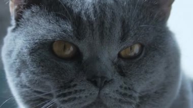 Büyük gözlü bir İngiliz kedisi, makro. Uyumaya çalışıyorum. Mutlu Kedi.