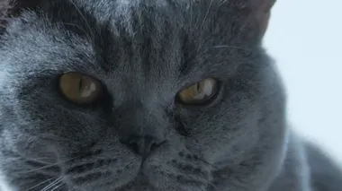 Büyük gözlü bir İngiliz kedisi, makro. Uyumaya çalışıyorum. Mutlu Kedi.