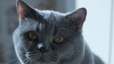 Büyük gözlü bir İngiliz kedisi, makro. Uyumaya çalışıyorum. Mutlu Kedi.