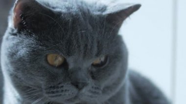 Büyük gözlü bir İngiliz kedisi, makro. Uyumaya çalışıyorum. Mutlu Kedi.