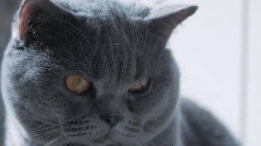 Büyük gözlü bir İngiliz kedisi, makro. Uyumaya çalışıyorum. Mutlu Kedi.