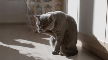 İngiliz kedisi pençelerini yıkar ve temizler. Uyumaya çalışıyorum. Mutlu Kedi.