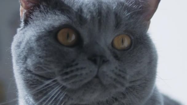 British Cat Big Eyes Clouse Macro Trying Sleep Happy Cat — Stock Video