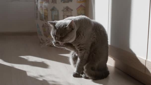 Gato Británico Lava Limpia Sus Garras Tratando Dormir Gato Feliz — Vídeo de stock