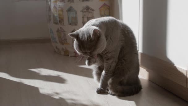 Gato Británico Lava Limpia Sus Garras Tratando Dormir Gato Feliz — Vídeo de stock