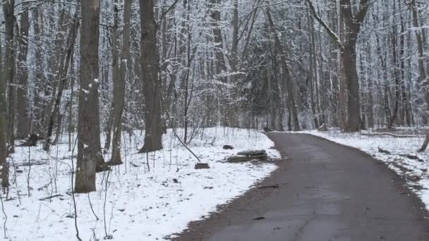 Wald Obstallee Bei Trübem Frühlingswetter Unter Dem Letzten Schnee — Stockvideo