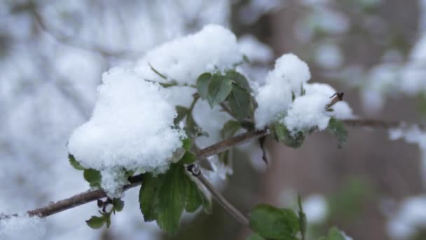 Grüne Blätter Sprossen Unter Frühlingsschnee Bei Trübem Wetter Pflanze Sprießt — Stockvideo