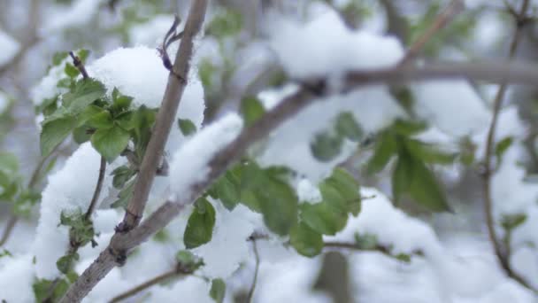 Зелене Листя Паростки Під Весняним Снігом Похмуру Погоду Рослини Проростають — стокове відео